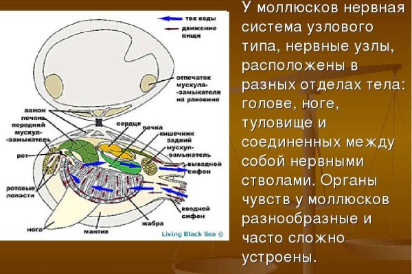 Как восстановить доступ к аккаунту кракен