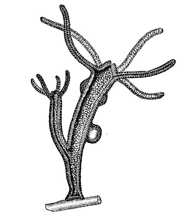 Kraken 22at